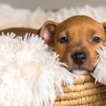 Mix breed tan brown puppy canine dog lying down on soft white blanket in basket looking happy, pampered, hopeful, sweet, friendly, cute, adorable, spoiled