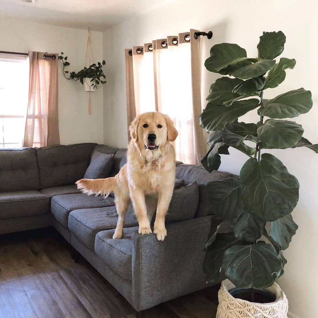 pet resistant couch