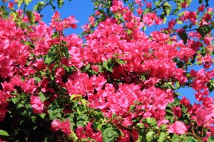 bouganvillea flower as very nice natural background