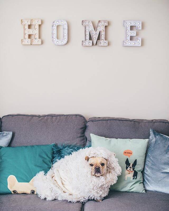 a dog snuggled up on a couch wrapped up in a blanket. 