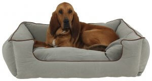 Large dog bed in a blue color with a dog with floppy ears laying on it.
