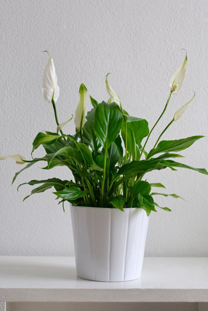 White pot with leafy plant Peace Lily