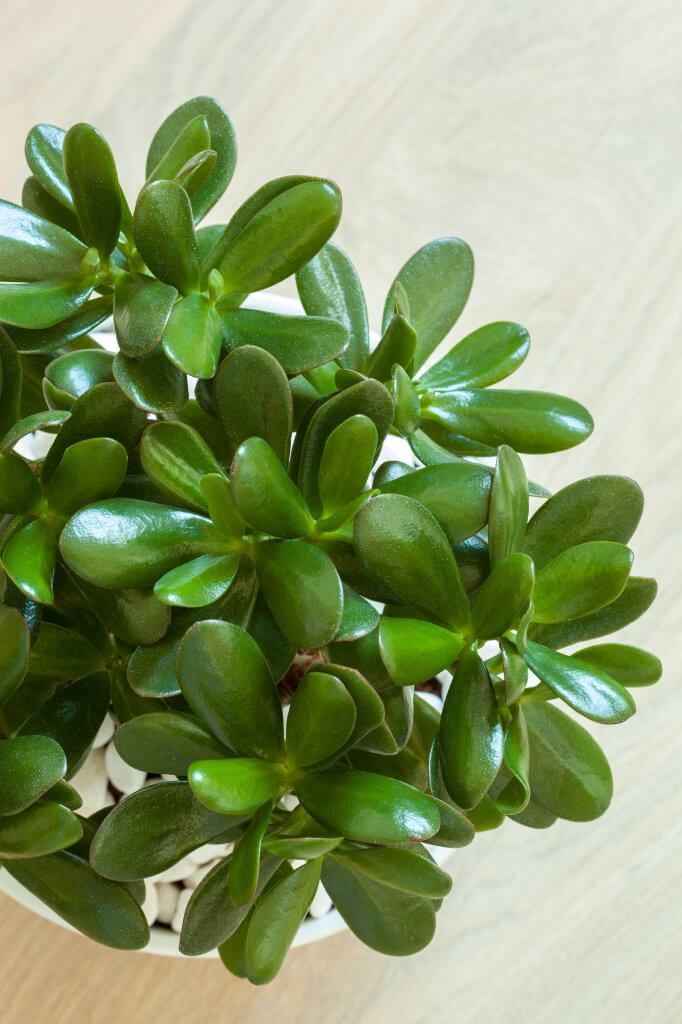 jade plant in white pot