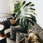 plant above grey couch