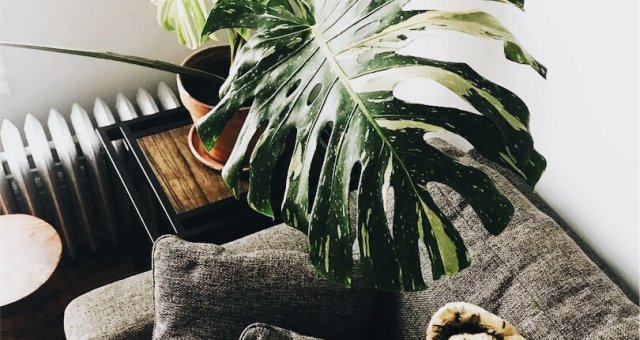 plant above grey couch