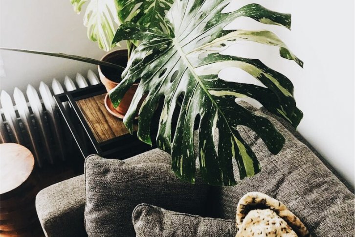 plant above grey couch