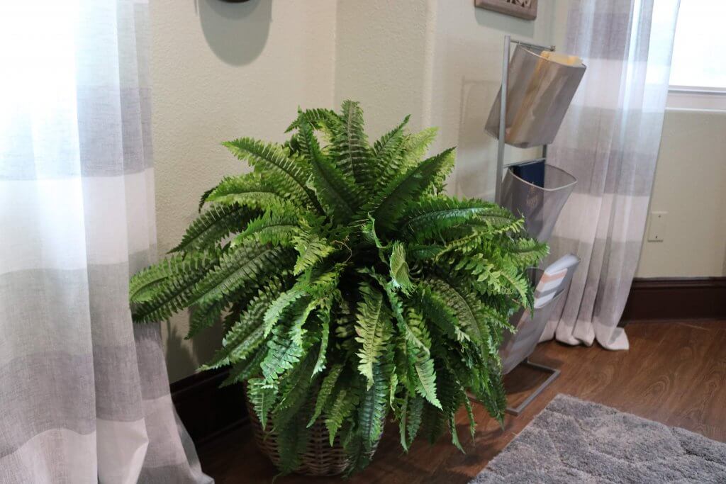 large green plant in home office