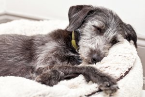 Terrier dog asleep on ivory color dog bed