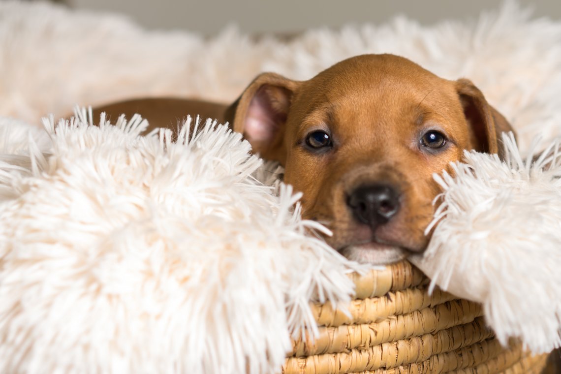 Mix breed tan brown puppy canine dog lying down on soft white blanket in basket looking happy, pampered, hopeful, sweet, friendly, cute, adorable, spoiled